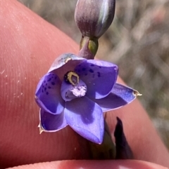 Thelymitra simulata (Graceful Sun-orchid) at Tharwa, ACT - 18 Nov 2023 by Tapirlord