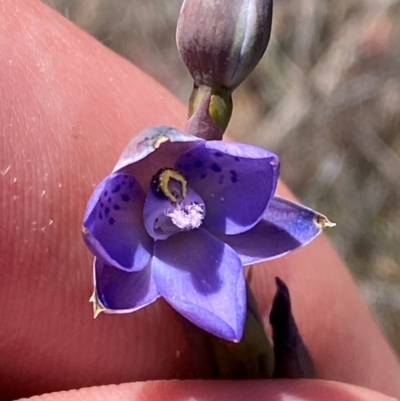 Thelymitra simulata (Graceful Sun-orchid) at Tharwa, ACT - 18 Nov 2023 by Tapirlord