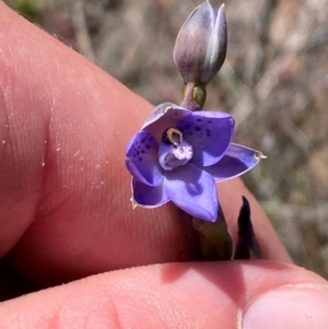 Thelymitra simulata at Namadgi National Park - suppressed