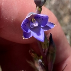 Thelymitra simulata at Namadgi National Park - suppressed