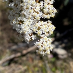 Ozothamnus thyrsoideus (Sticky Everlasting) at Namadgi National Park - 18 Nov 2023 by Tapirlord