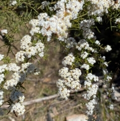 Ozothamnus thyrsoideus at Namadgi National Park - 18 Nov 2023