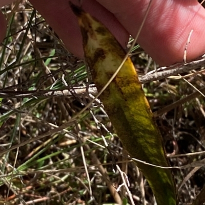 Thelymitra brevifolia (Short-leaf Sun Orchid) at Namadgi National Park - 17 Nov 2023 by Tapirlord