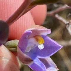 Thelymitra brevifolia at Namadgi National Park - 18 Nov 2023