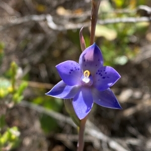 Thelymitra simulata at Namadgi National Park - 18 Nov 2023