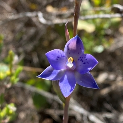 Thelymitra simulata (Graceful Sun-orchid) at Namadgi National Park - 18 Nov 2023 by Tapirlord