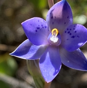 Thelymitra simulata at Namadgi National Park - 18 Nov 2023