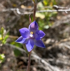 Thelymitra simulata at Namadgi National Park - 18 Nov 2023