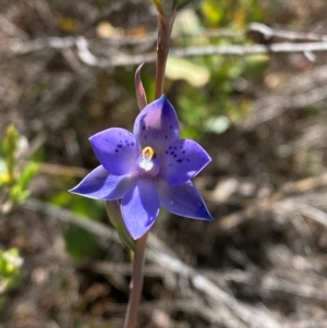 Thelymitra simulata at Namadgi National Park - 18 Nov 2023