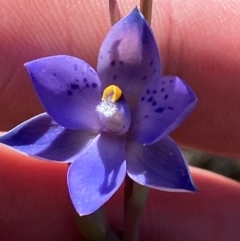 Thelymitra simulata at Namadgi National Park - 18 Nov 2023