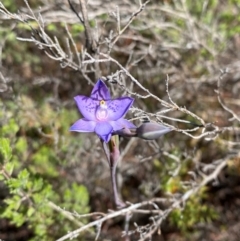 Thelymitra simulata at Namadgi National Park - 18 Nov 2023