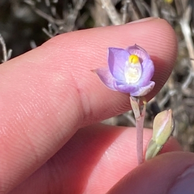 Thelymitra pauciflora (Slender Sun Orchid) at Tharwa, ACT - 17 Nov 2023 by Tapirlord