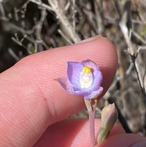 Thelymitra pauciflora at Namadgi National Park - suppressed