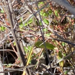 Thelymitra pauciflora at Namadgi National Park - 18 Nov 2023