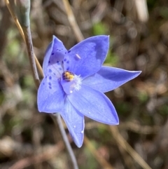 Thelymitra juncifolia (Dotted Sun Orchid) at Tharwa, ACT - 17 Nov 2023 by Tapirlord