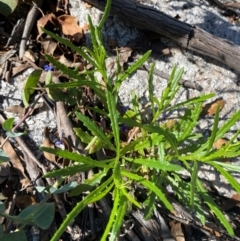 Senecio diaschides (Erect Groundsel) at Tharwa, ACT - 17 Nov 2023 by Tapirlord