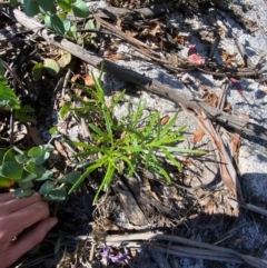 Senecio diaschides at Namadgi National Park - 18 Nov 2023