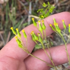 Senecio diaschides (Erect Groundsel) at Namadgi National Park - 17 Nov 2023 by Tapirlord