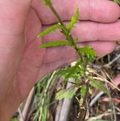 Senecio diaschides at Namadgi National Park - 18 Nov 2023