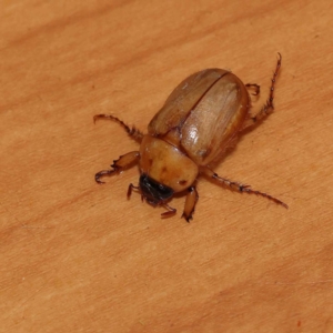 Cyclocephala signaticollis at Turner, ACT - 10 Dec 2023 09:58 PM