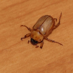 Cyclocephala signaticollis (Argentinian scarab) at Turner, ACT - 10 Dec 2023 by ConBoekel