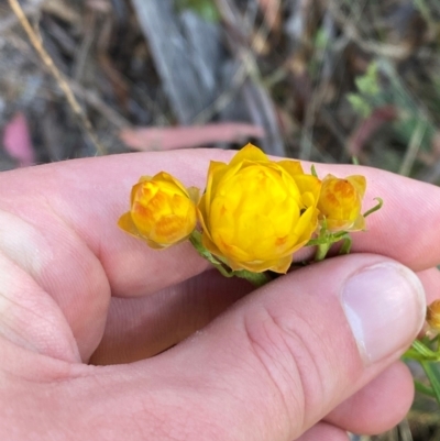 Xerochrysum viscosum (Sticky Everlasting) at Namadgi National Park - 17 Nov 2023 by Tapirlord