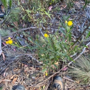 Xerochrysum viscosum at Namadgi National Park - 18 Nov 2023