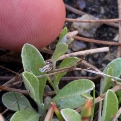 Argyrotegium mackayi (Silver Cudweed) at Tharwa, ACT - 17 Nov 2023 by Tapirlord