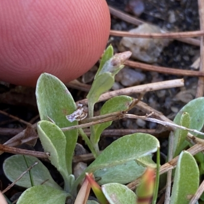 Argyrotegium mackayi (Silver Cudweed) at Tharwa, ACT - 17 Nov 2023 by Tapirlord