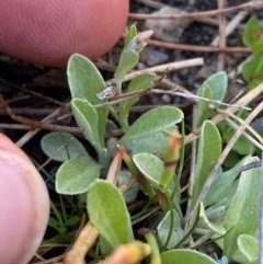 Argyrotegium mackayi at Namadgi National Park - 18 Nov 2023 09:26 AM