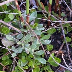 Argyrotegium mackayi at Namadgi National Park - 18 Nov 2023 09:26 AM