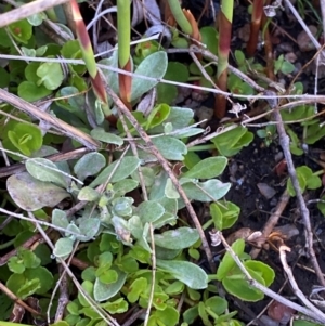 Argyrotegium mackayi at Namadgi National Park - 18 Nov 2023 09:26 AM