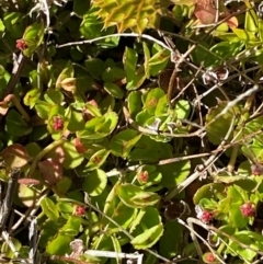 Gonocarpus micranthus subsp. micranthus (Creeping Raspwort) at Tharwa, ACT - 17 Nov 2023 by Tapirlord