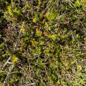 Gonocarpus micranthus subsp. micranthus at Namadgi National Park - 18 Nov 2023
