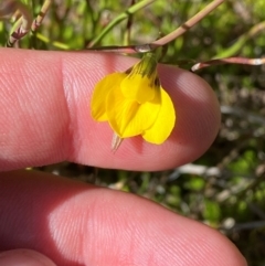 Diuris monticola (Highland Golden Moths) at Namadgi National Park - 17 Nov 2023 by Tapirlord