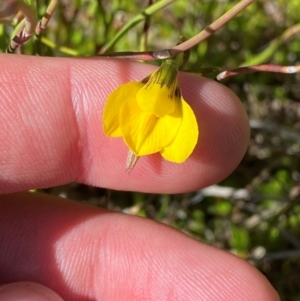 Diuris monticola at Namadgi National Park - 18 Nov 2023