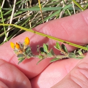 Pultenaea polifolia at Namadgi National Park - 18 Nov 2023