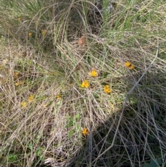Pultenaea polifolia at Namadgi National Park - 18 Nov 2023