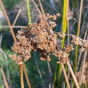 Juncus brevibracteus at Namadgi National Park - 18 Nov 2023