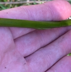 Juncus brevibracteus at Namadgi National Park - suppressed