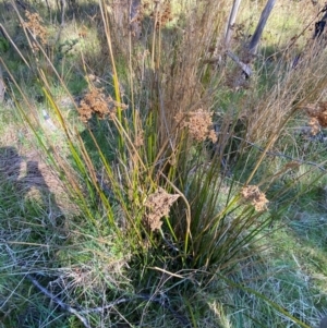 Juncus brevibracteus at Namadgi National Park - suppressed