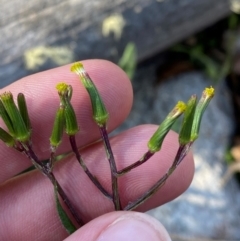 Senecio prenanthoides (Common Forest Fireweed) at Tharwa, ACT - 17 Nov 2023 by Tapirlord