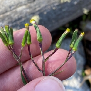 Senecio prenanthoides at Namadgi National Park - 18 Nov 2023