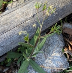 Senecio prenanthoides at Namadgi National Park - 18 Nov 2023 08:30 AM