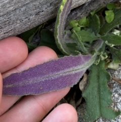 Senecio prenanthoides at Namadgi National Park - 18 Nov 2023 08:30 AM