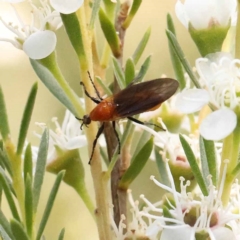 Bibio imitator (Garden maggot) at O'Connor, ACT - 23 Dec 2023 by ConBoekel