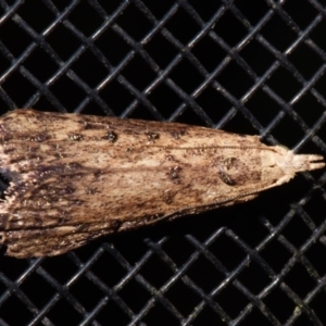 Lamoria idiolepida at Sheldon, QLD - suppressed