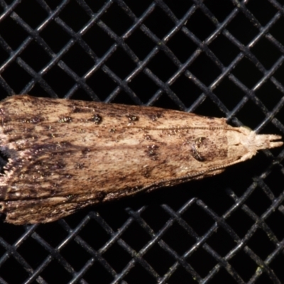 Lamoria idiolepida (Galleriinae) at Sheldon, QLD - 23 Dec 2023 by PJH123