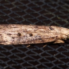 Lamoria idiolepida at Sheldon, QLD - suppressed