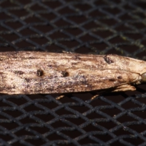 Lamoria idiolepida at Sheldon, QLD - suppressed